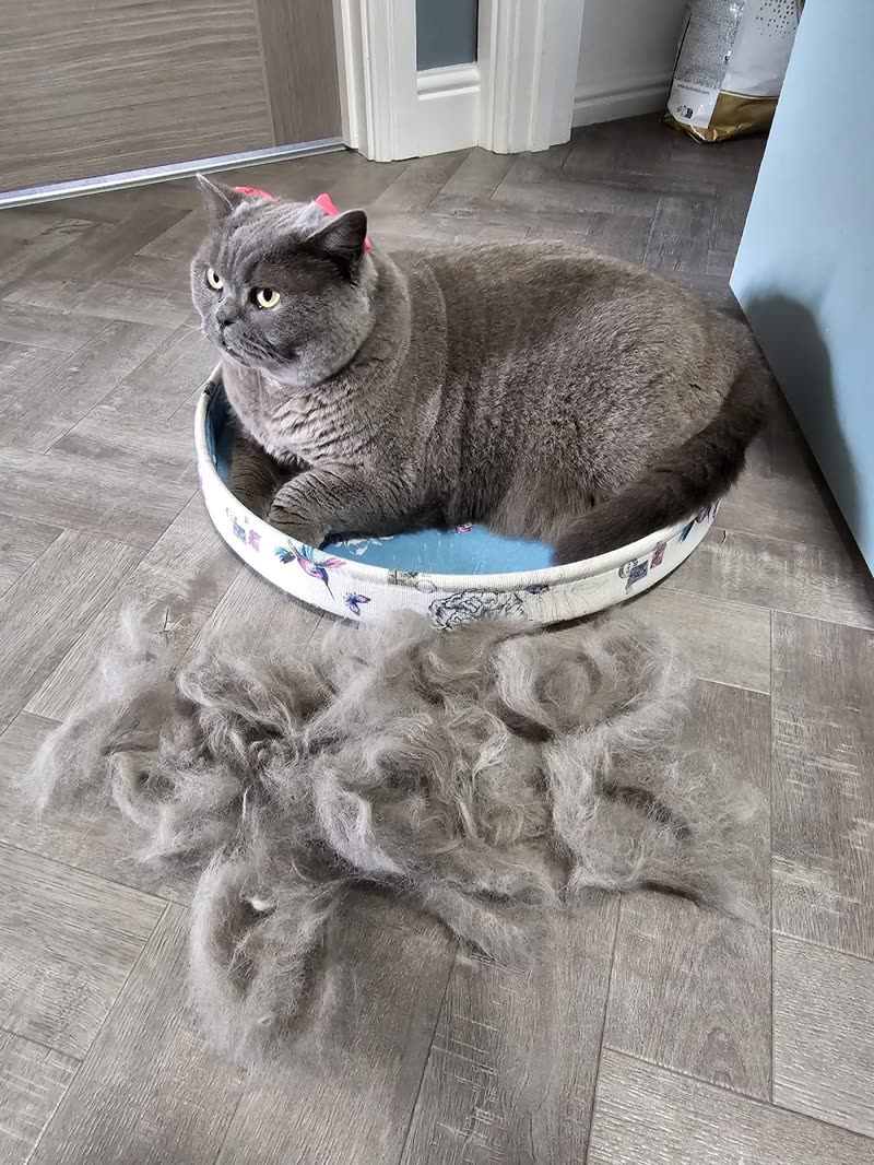 A grey British Shorthair sitting in a round bed beside a large pile of brushed-out loose fur