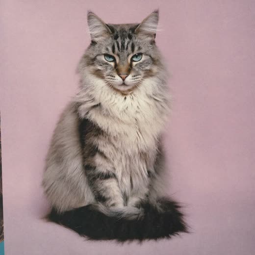 A long-haired cat with a freshly blow-dried, fluffed coat