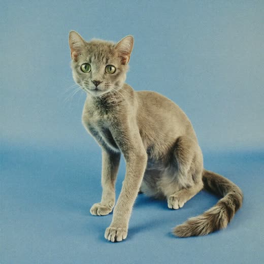 A cat with a short clipped body coat and fluffy head